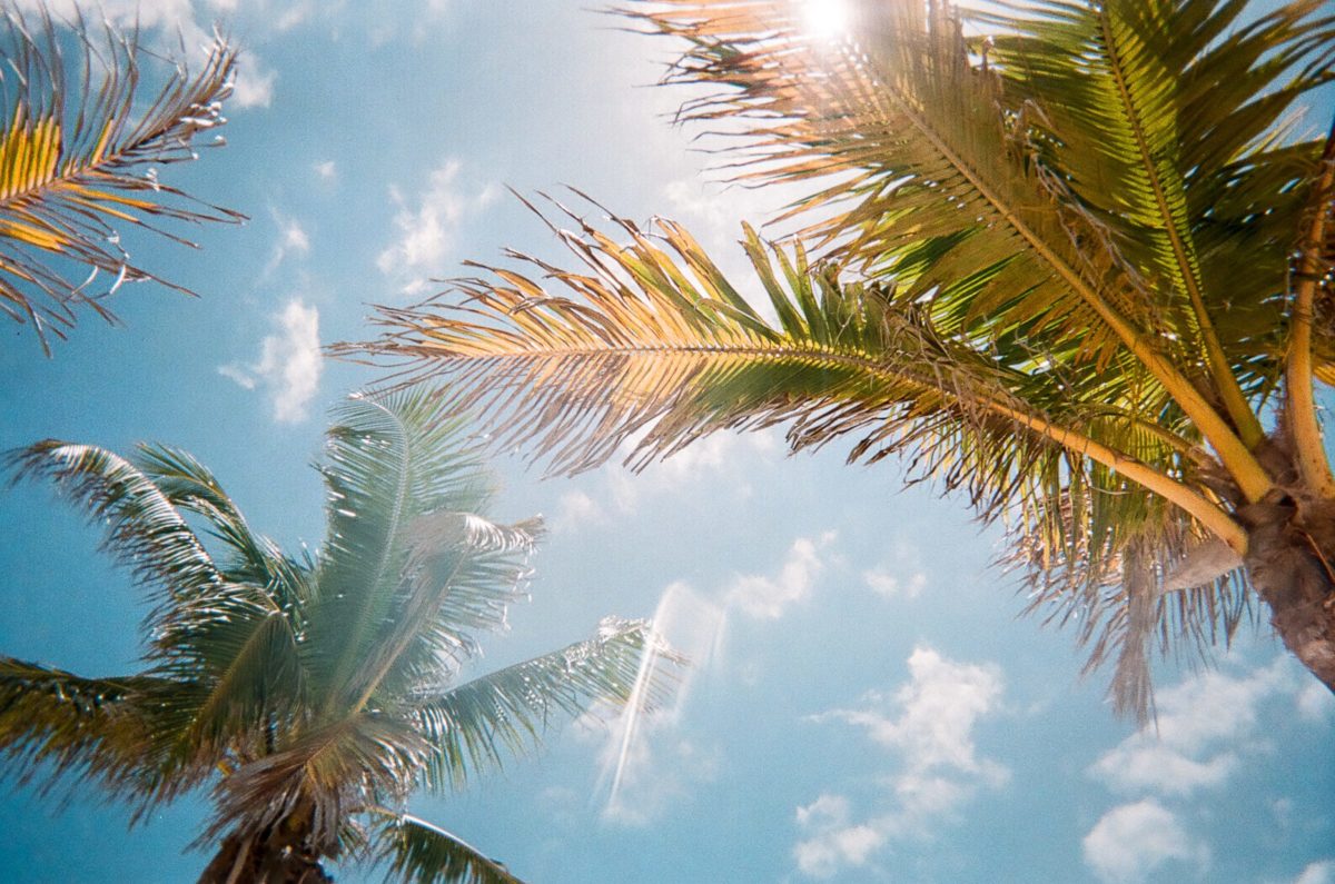 Florida palm trees and blue sky