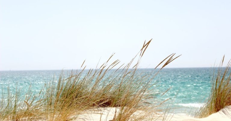 seagrass on a sandy dune at the beach on a bright day