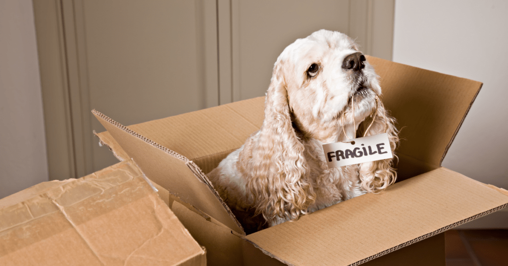 blonde dog in a cardboard box with a fragile sign