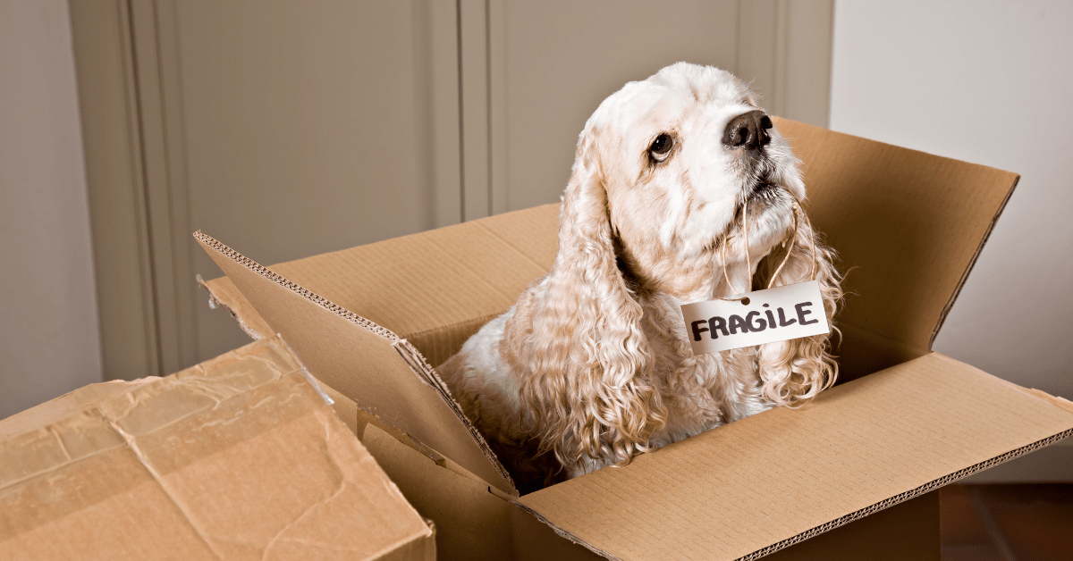 blonde dog in a cardboard box with a fragile sign